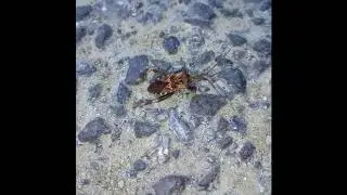 Obrubnica americk&aacute; - Leptoglossus occidentalis - Vroubenka americk&aacute; - Western conifer seed bug
