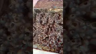 viral jarak waktu panen hanya 7 hari , sistem sedot madu trigona biroi ##