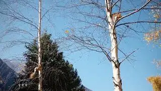 Stock footage / Two Squirrel Sit on Tree Branches