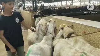 Deonar Bakra Mandi new update#viral #govandi #mumbai 31/1/2026#Sojat bakra