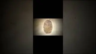 The Quran mentioned fingerprints 1,400 years before science did 🔥📖#shorts #sciencefacts_85