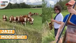 Jazz-loving cows ditch grazing for a jam session 🐮🎻 | Love This!