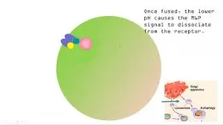 Ch6 Mannose 6-phosphate and KDEL signals