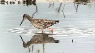 Spurn Wader and Photoscoping Workshop