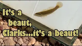 Microfishing: Spotting Tails, Day 2, Part 1