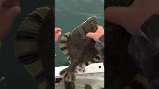 Морские гиганты! 🐟