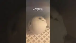 #ducklings #hatching #birds #ducklingspro #timelapse #duck