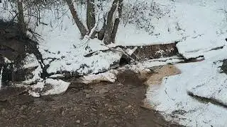 Бобр вылез из хатки искать плотину