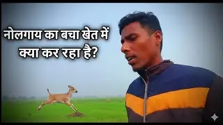 नीलगाय के बच्चों ने खेतों को देखो क्या किया
