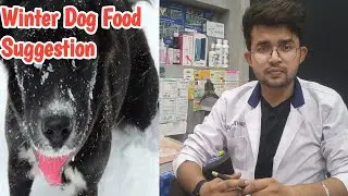 winter dog food diet || suggestions on winter dog food diet plan || diet plan for dogs || winter