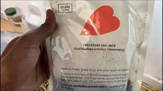 GV 107: update on all 5 tents. added predator mites for thrips & fungus gnats