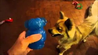 Dog playing with new Kong Squeezz Jels bouncy animal toys