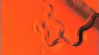 Sonification of C. Elegans, Wild Type (Video A)
