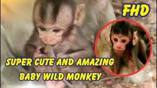 Super Cute and Amazing Baby Wild Monkey | Animals&Birds168 @hdmonkeys