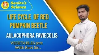 Life Cycle of Red Pumpkin Beetle || Aulacophora favicolis || Life cycle of Vegetables Pest