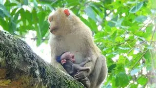 Again!!! Poor baby Jinx got kidnap by Bonita, this is 3rd time Jinx got stolen this week