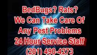 24 Hr Emergency Pest Control Toms River NJ Call (862) 701-2076