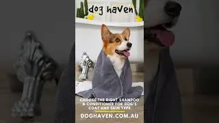 Shampoo and Conditioner for your dog&rsquo;s coat and skin type is important | doghaven.com.au