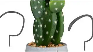 Cactus
