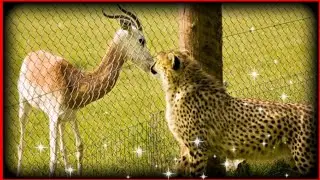 Information about Cheetah | description, speed, Habitat, diet,....