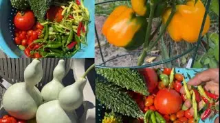 Final Harvest Of September 2024 | @robinashaheenofficial | Healthy Hobby | Organic Gardening |