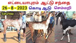 26 - 8 - 2023 / எட்டையாபுரம் ஆட்டு சந்தை /சனிக்கிழமை/ கொடி ஆடு / செம்மறி / @tamilvivasayi