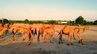 | Camel | Cholistani camel | Desert Camel |