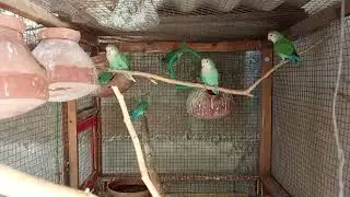 Green Rosiecollies Lovebirds and Pearl Cockatiels Parrots Colony 