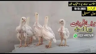 White Shamo Eggs | Shamo Chicks | King Shamo Hen | Pure Aseel Shamo And Other's Contact 0331 4957619