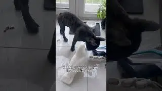 The parrot that causes more chaos than a husky #shorts #animals #parrot  #funnyvideo #pets