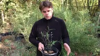 Les Fargesia nitida