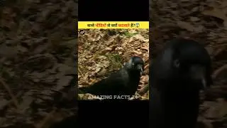 Why Do Crows Get Bitten By Ants? #shorts