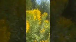 для чого ці квіти рvut 🤔