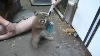 Archercat Von Wonderpuss the Criminally Insane Bobcat Cub