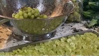Freeze Drying Grapes from Azure Standard