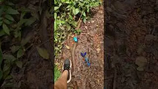Menelaus blue morpho (Morpho Menelaus)