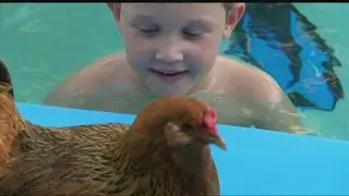 Egg shortage, price hike prompts some to raise chickens
