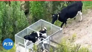 Babies are Being Stolen From Their Mothers for THIS&nbsp;💔