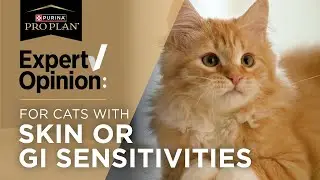 Vet Reviews Pro Plan Sensitive Skin & Stomach Cat Food - Dr. RuthAnn Lobos