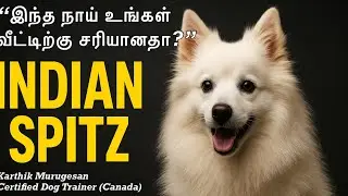 &ldquo;Indian Spitz நாயின் முழு Breed Profile தமிழில் | வளர்ப்பு, உணவு, பழக்கம், பராமரிப்பு!&rdquo;