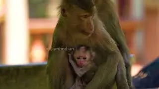 Oh look!! Is this how young mother monkey Laura takes care of her newborn baby