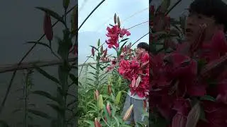 Beautiful Lily Garden #satisfying #shot