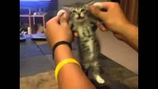 Crazy Vines 2014!!!! | ** Funny Vine Video Compilations **