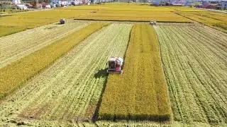 World Food Day: China's autumn grain harvest over 70 percent complete