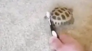 dancing turtle