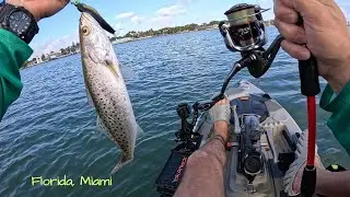 Sea Trout Риболовля На Форель В Маямі