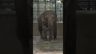 Elephant (Pawankali) || Central Zoo Jawalakhel. Lalitpur || Zoo in Nepal