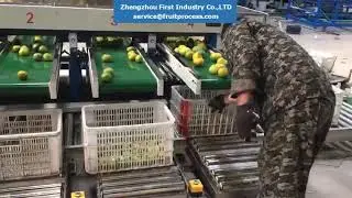 fruit weighing and filling line， fruit weighing machine