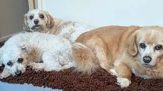 Stop your dogs fighting.