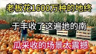 耗資千萬的農場迎來豐收，遍地南瓜的採收場面令人驚嘆